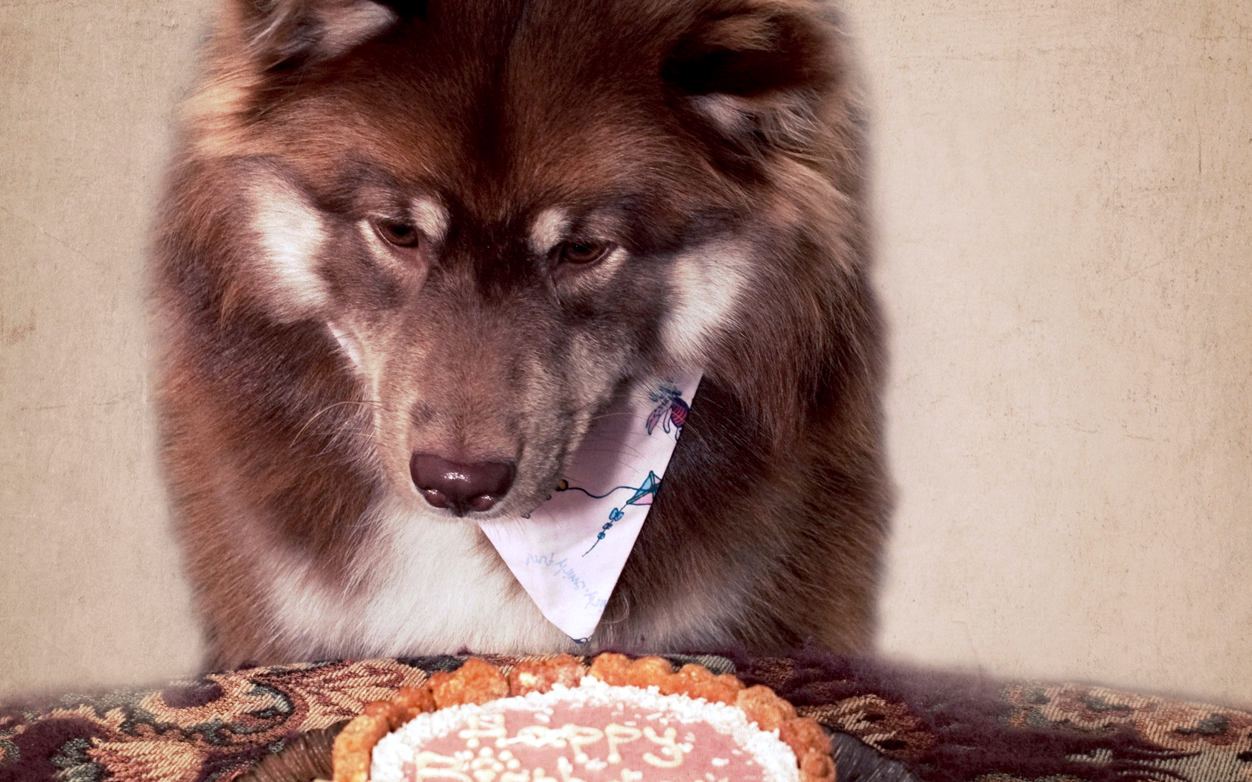 Dogs And Birthday Cake Wallpaper