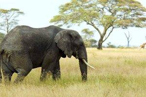 Elephant On Grassland