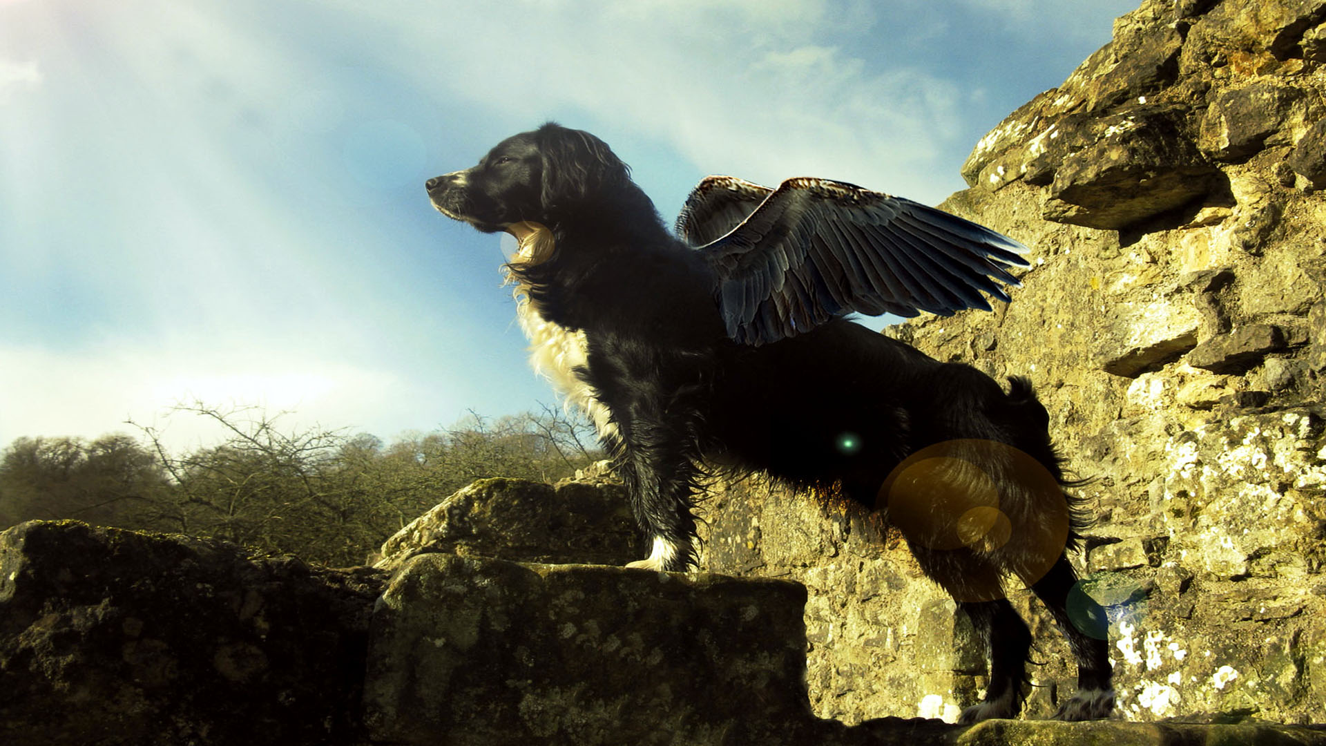 Flying Dog Cool Awesome 2 Wallpaper