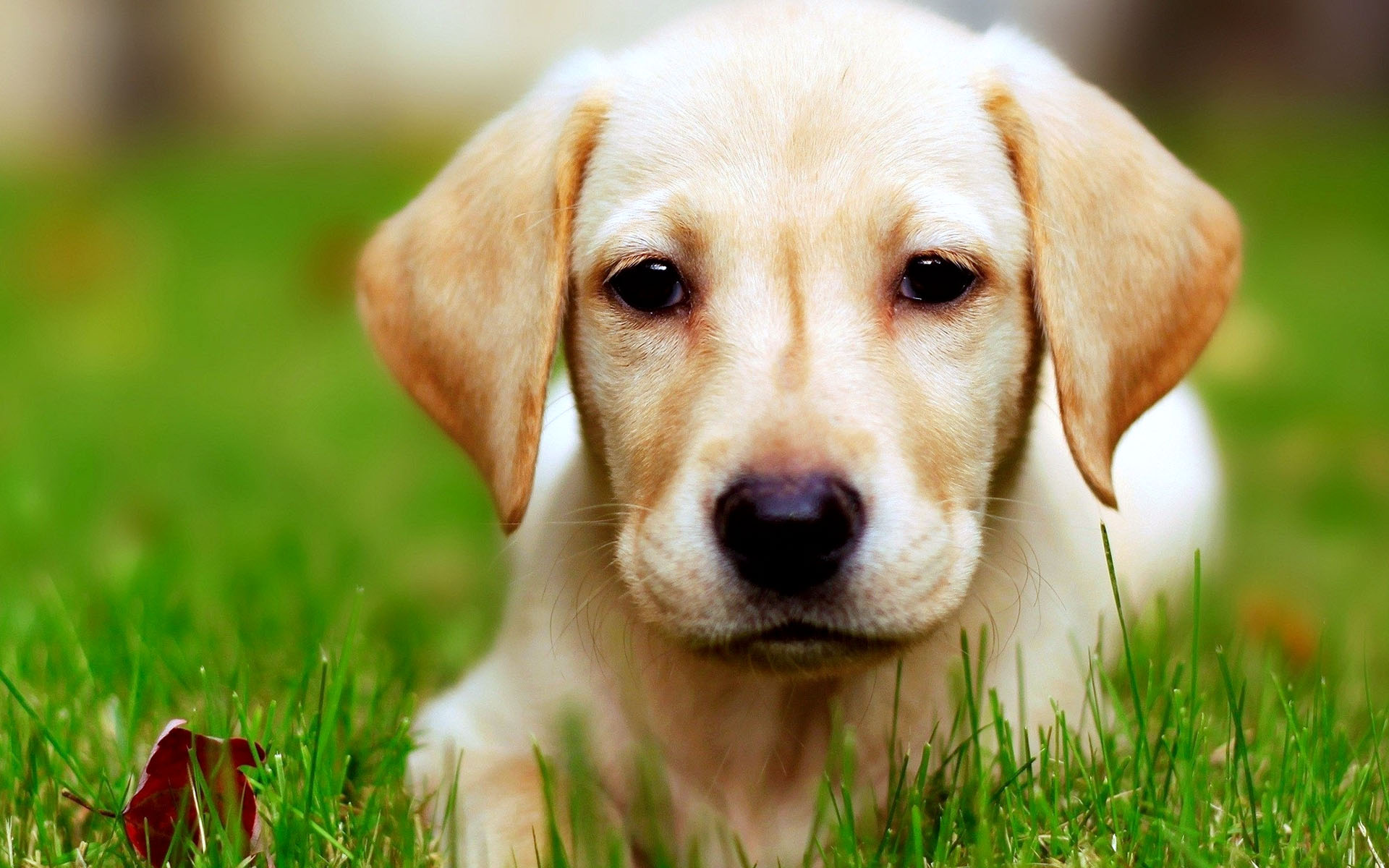 Golden Dog Macro Wallpaper