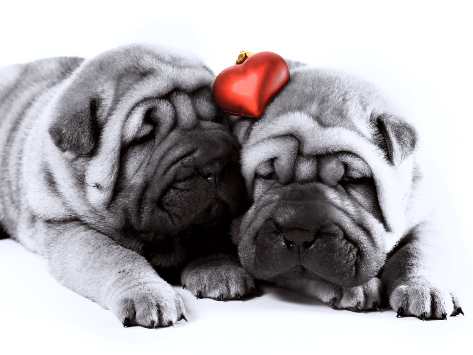 Gray Dog Love couple Image Wallpaper