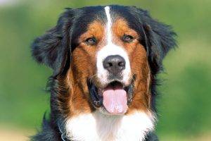 Instinct Dog Tongue Picture