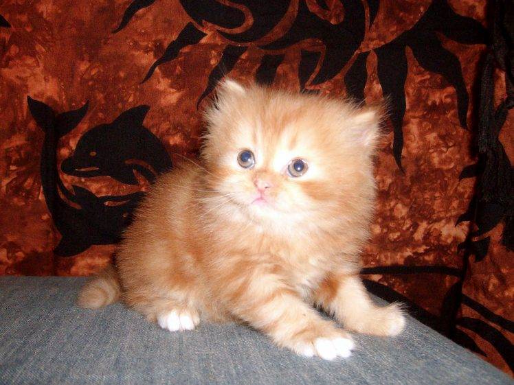 Kitten Persian Cat 1600×1200 HD Wallpaper Desktop Background