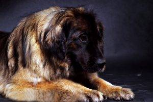 Leonberger Dog Desktop