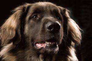 Leonberger Dog Smile