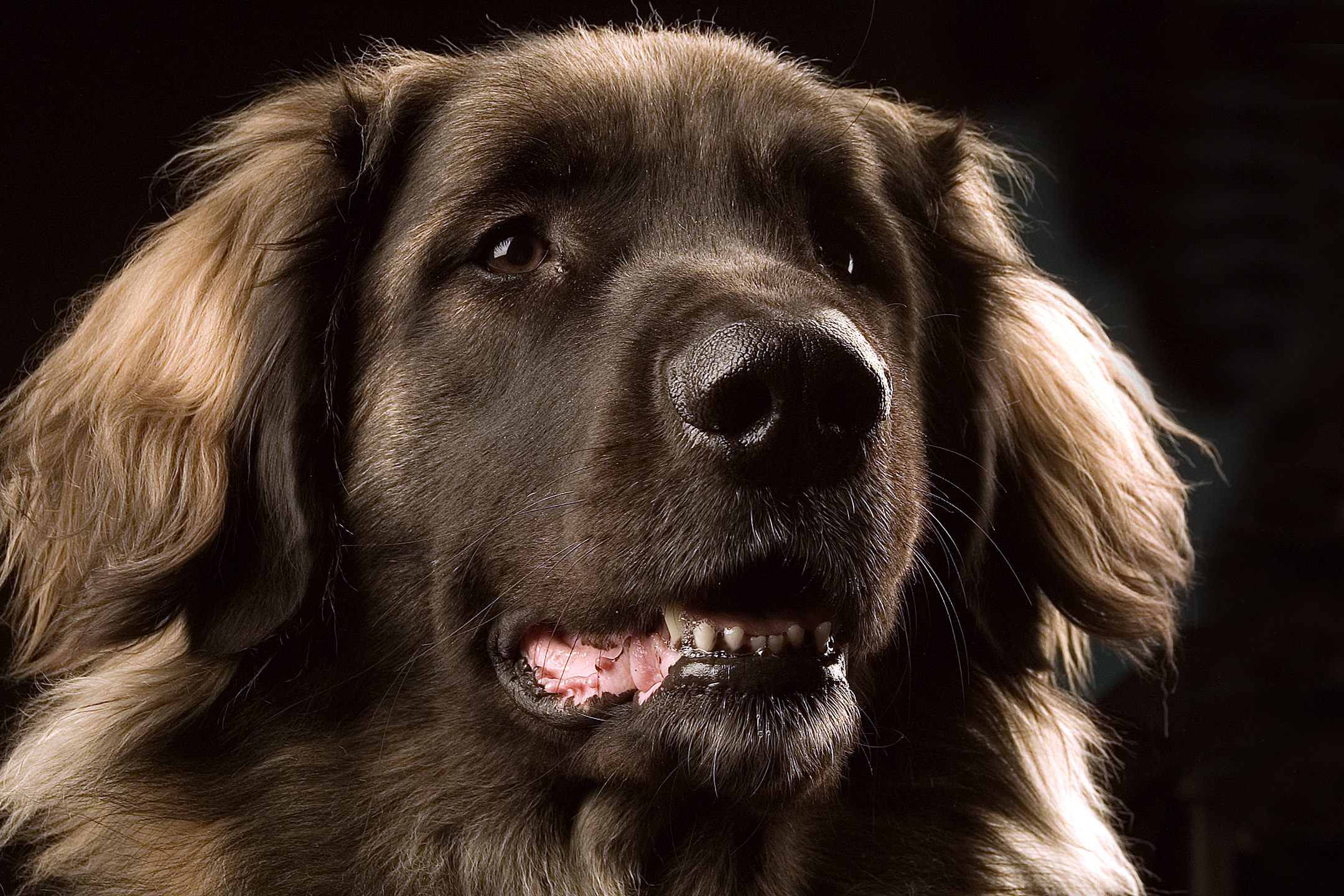 Leonberger Dog Smile Wallpaper