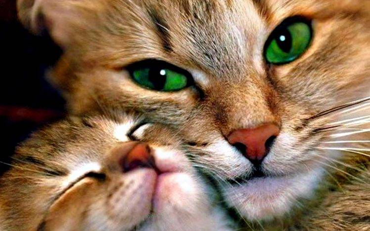 Mother And Child Cat HD Wallpaper Desktop Background