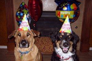Pair Of Dogs Birthday