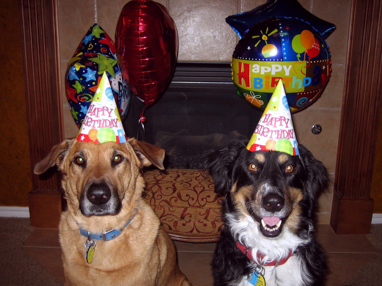 Pair Of Dogs Birthday Wallpaper
