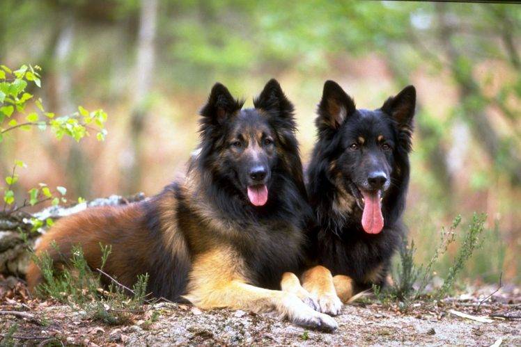Pair Of Dogs German Shepherd HD Wallpaper Desktop Background