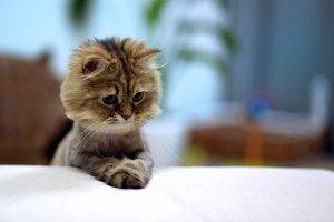 Persian Cat Pray