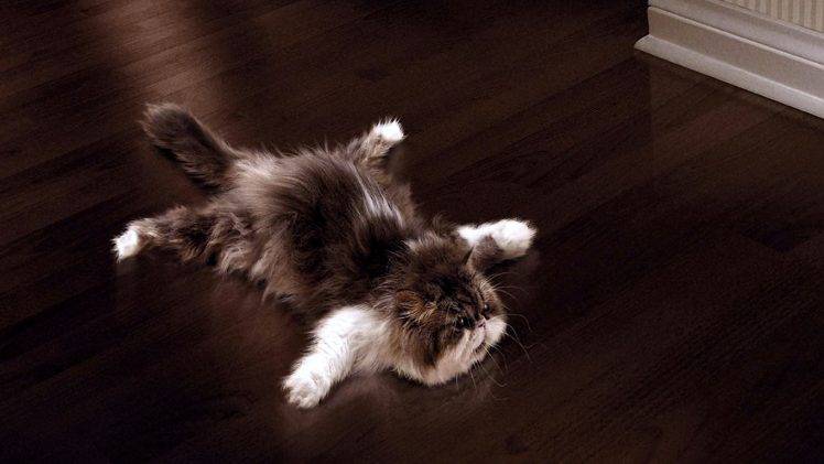 Persian Cats Sprawl Animal HD Wallpaper Desktop Background