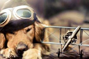 Pilot Dog Aircraft