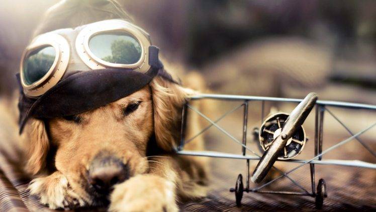 Pilot Dog Aircraft HD Wallpaper Desktop Background