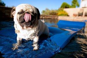 Pug Dog Swimming Picture