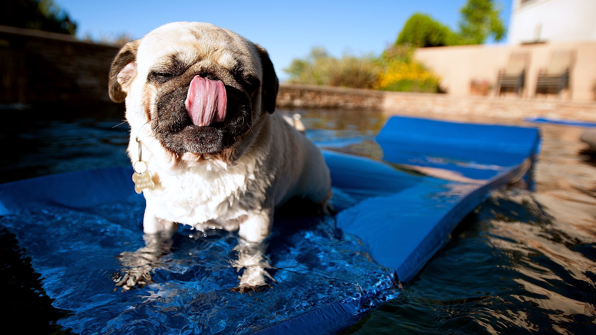 Pug Dog Swimming Picture Wallpaper