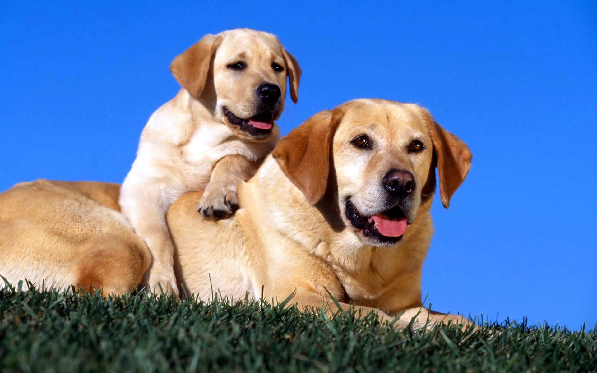 Puppies And Mom Dog Wallpaper