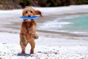 Puppy Play In Beach Picture