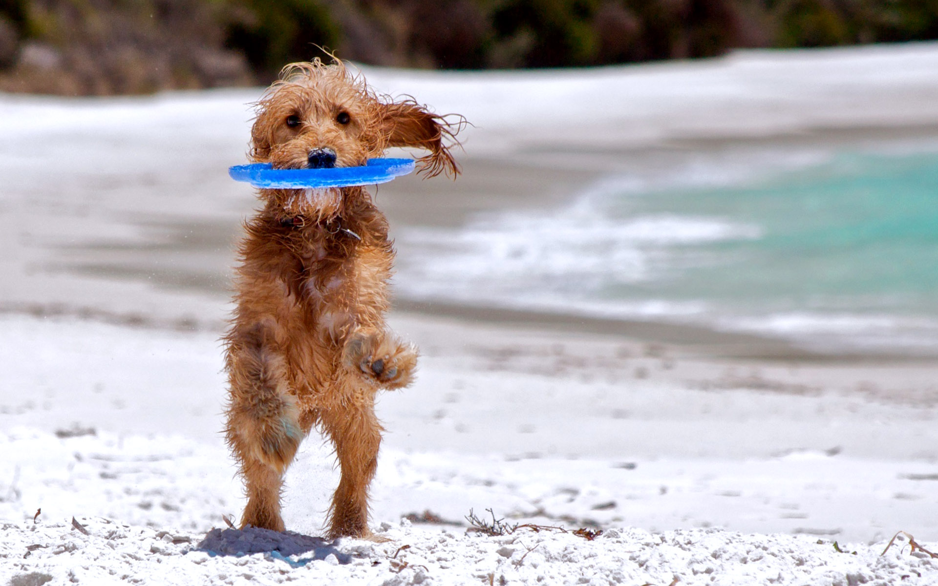 Puppy Play In Beach Picture Wallpaper