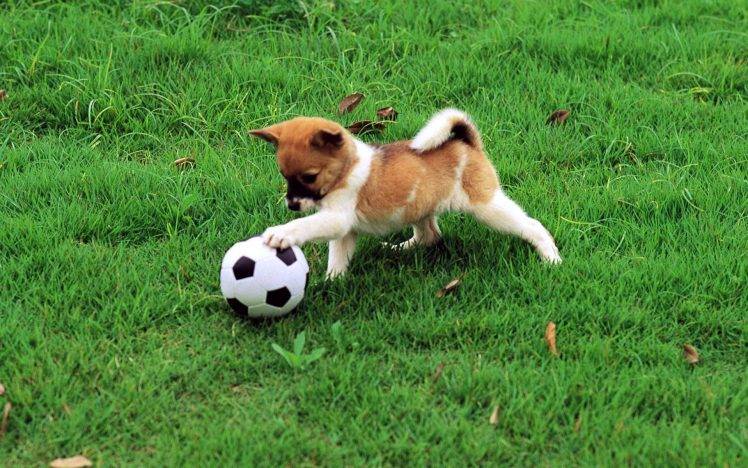 Puppy Playing Ball In The Park HD Wallpaper Desktop Background