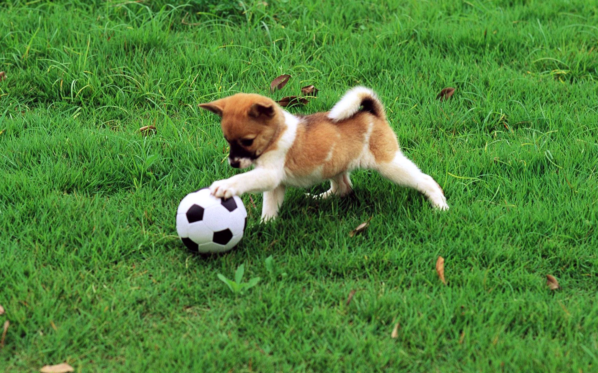 Puppy Playing Ball In The Park Wallpaper