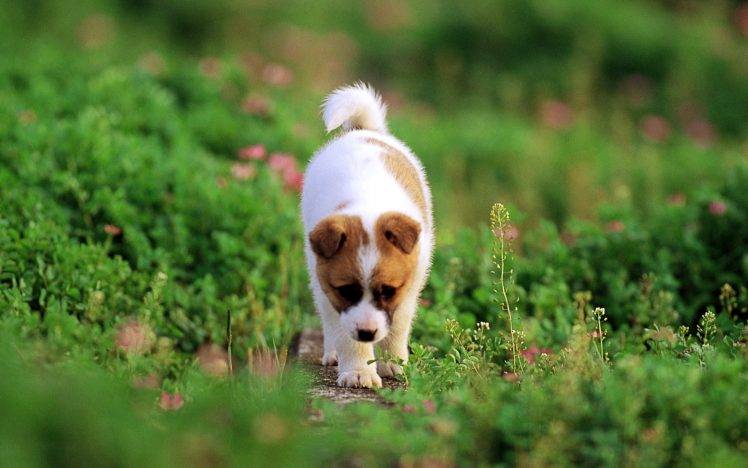 Puppy Running In The Garden HD Wallpaper Desktop Background