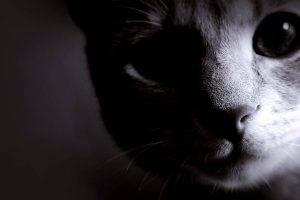 Shadow Cat Animal