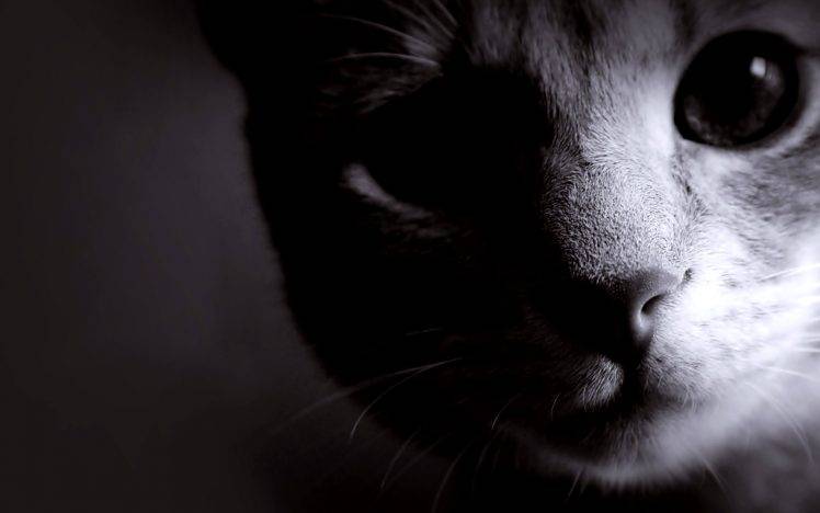 Shadow Cat Animal HD Wallpaper Desktop Background