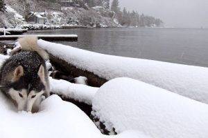 Siberian Husky Dog In Snow Landscape