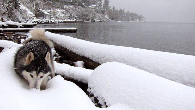 Siberian Husky Dog In Snow Landscape HD Wallpaper Desktop Background