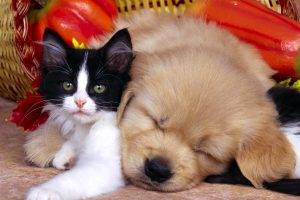 Sleeping Cat And Dog Free Download