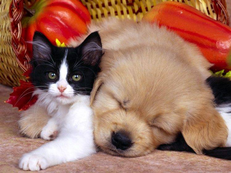 Sleeping Cat And Dog Free Download HD Wallpaper Desktop Background