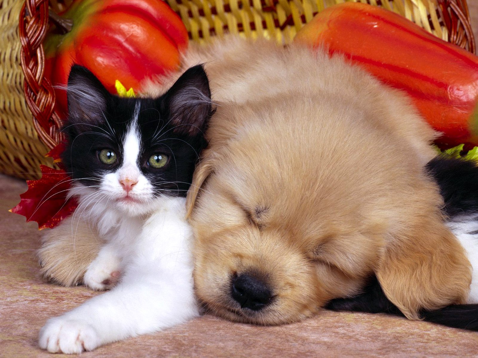 Sleeping Cat And Dog Free Download Wallpaper