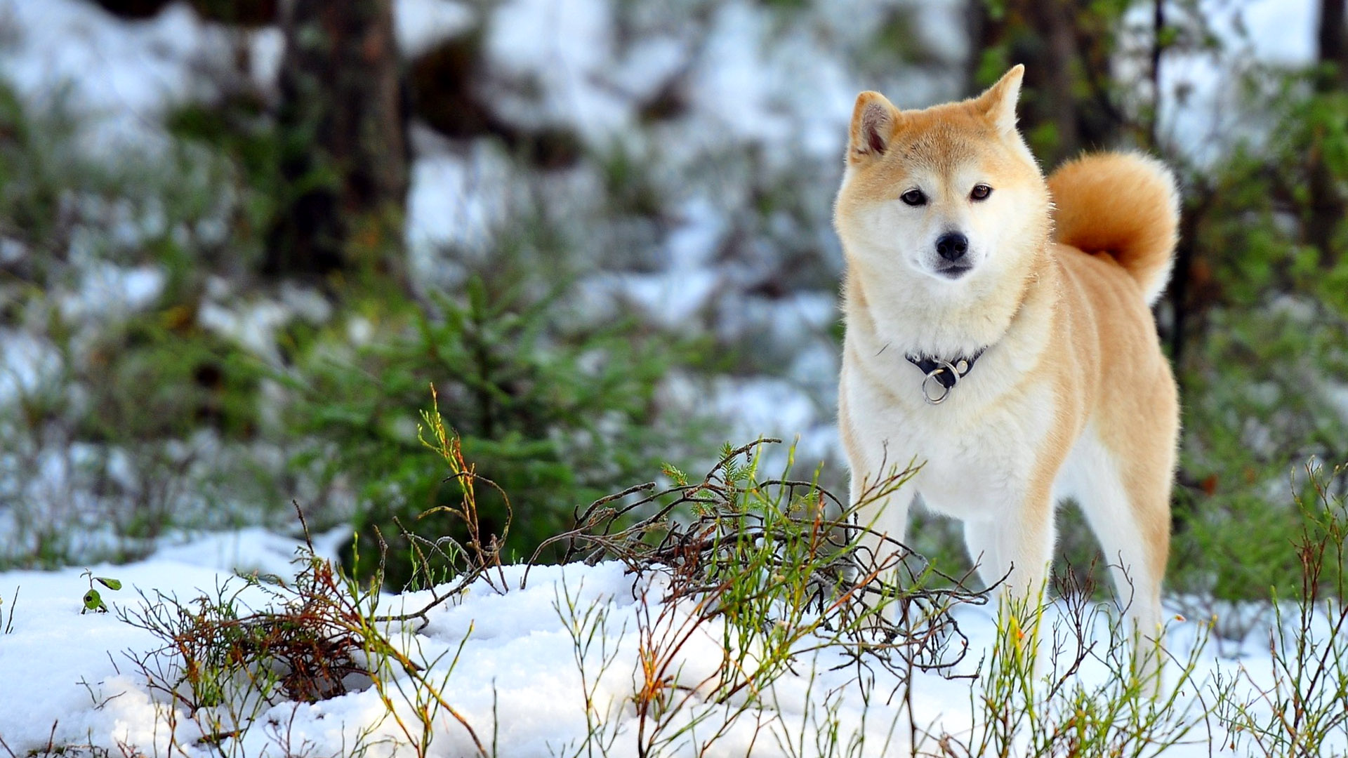 snow dogs cool forest wallpapers hd desktop  mobile backgrounds