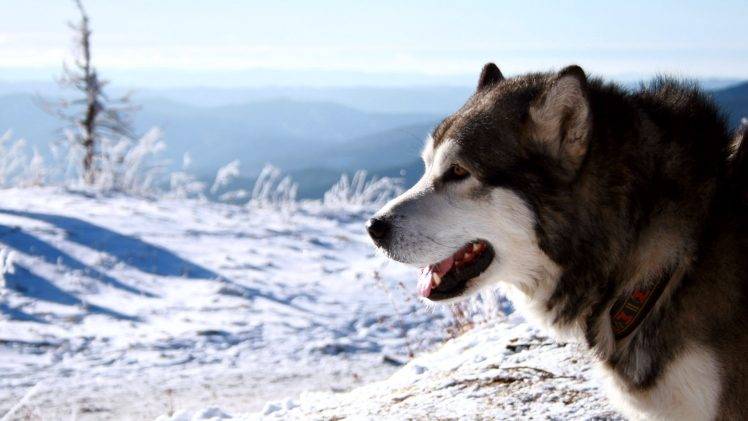 Snow Dogs Hungry HD Wallpaper Desktop Background