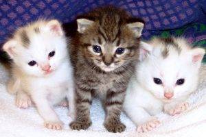 Three Cute Cat