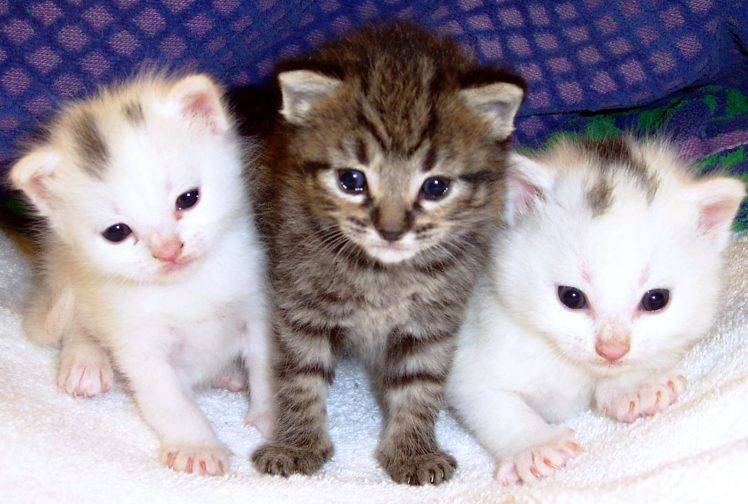 Three Cute Cat HD Wallpaper Desktop Background