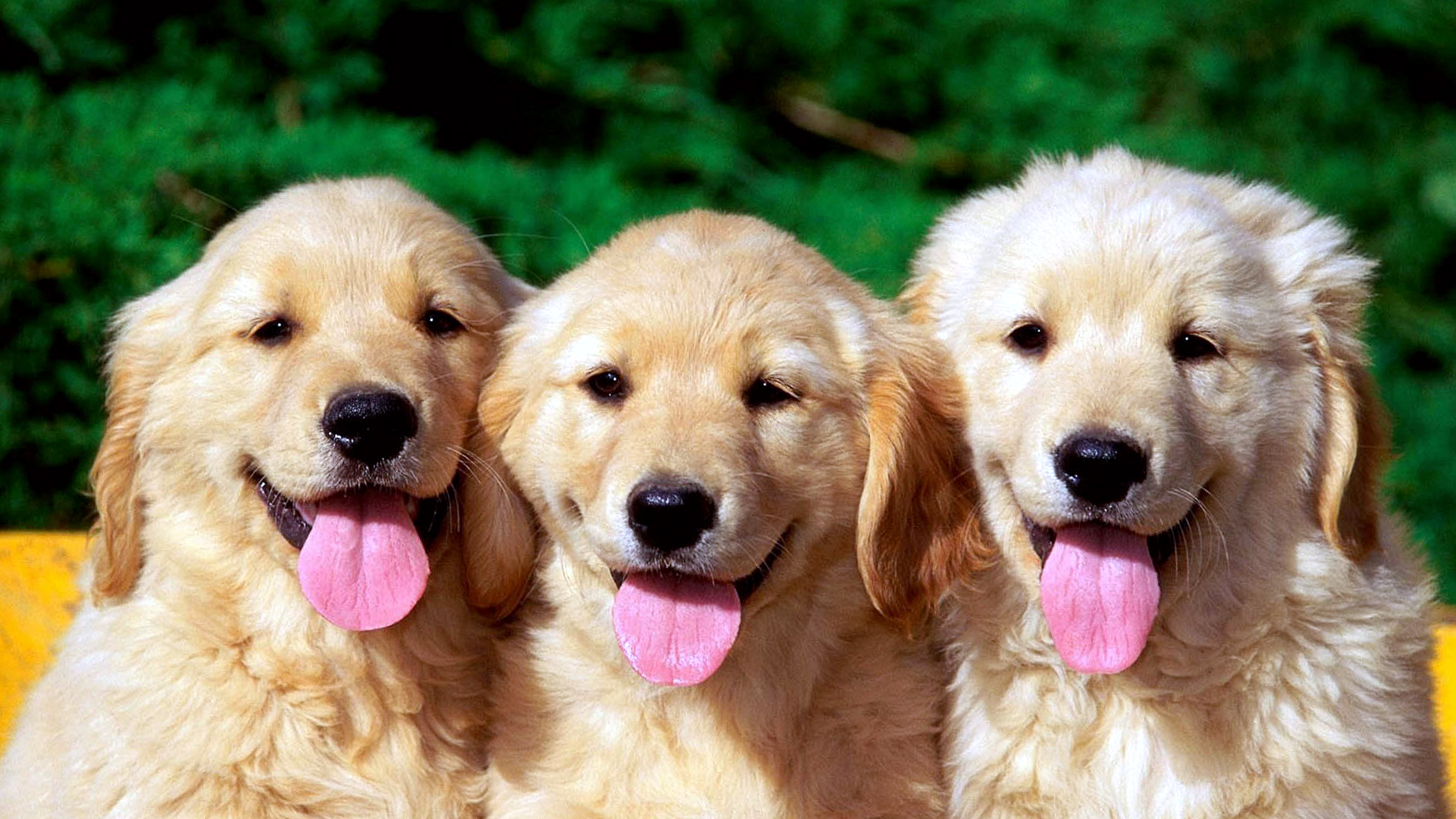 Three Dogs Wallpaper