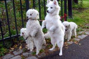 Three White Dog Photo