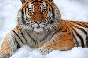 Tiger Cool