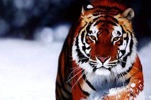 Tiger Cool Picture