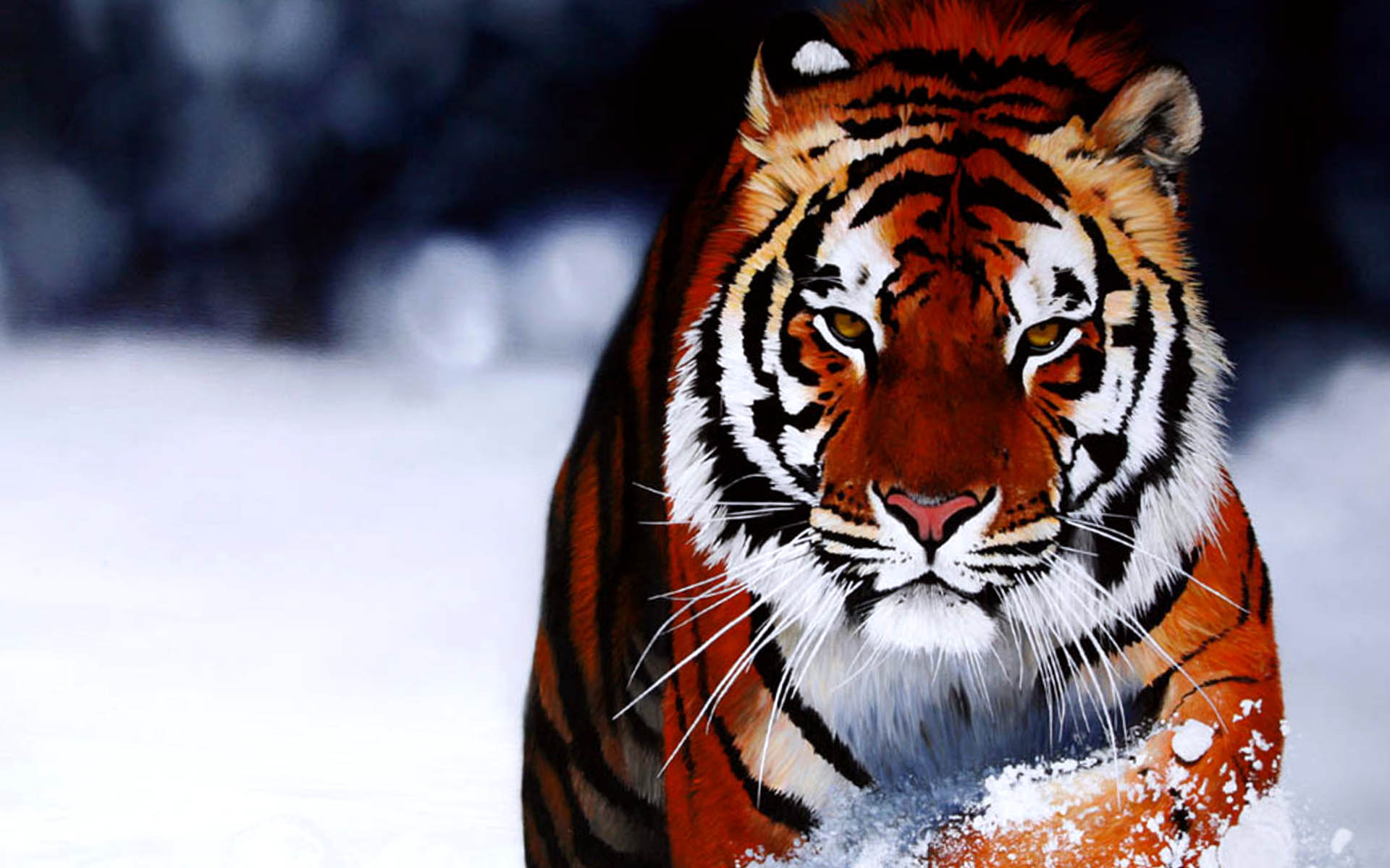 Tiger Cool Picture Wallpaper