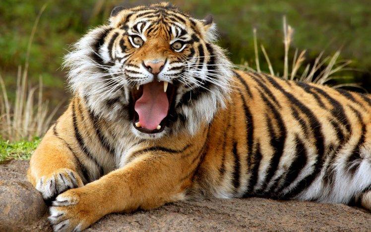 Tiger Dangerous HD Wallpaper Desktop Background