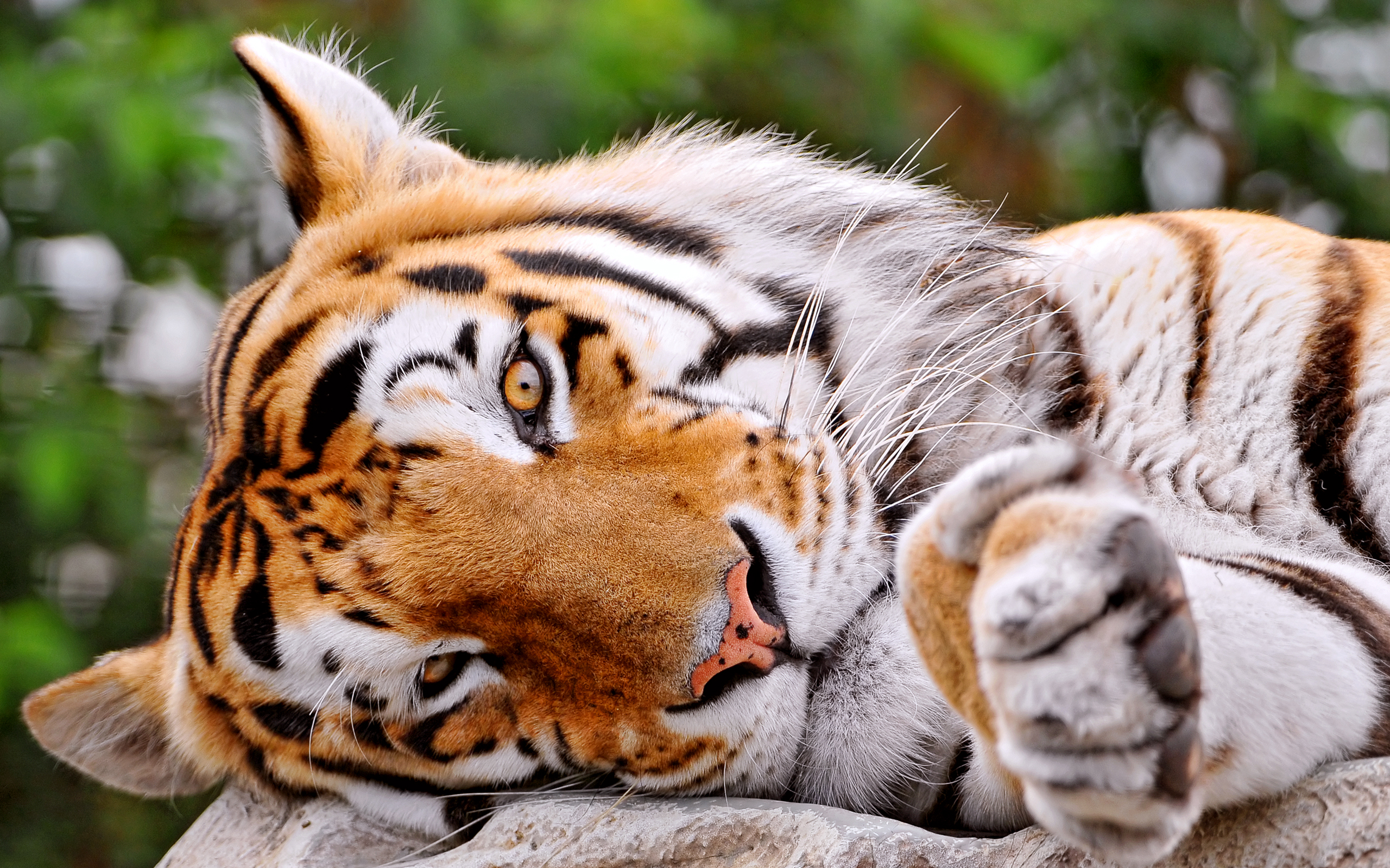 Tiger Sleep Wallpaper
