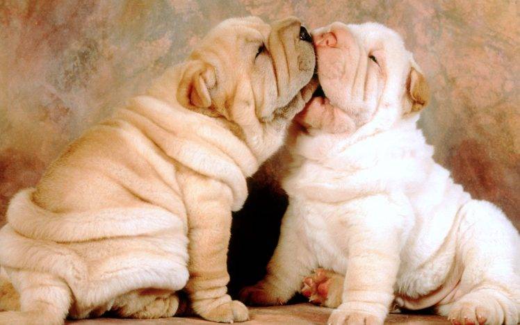 Two Dog Puppies HD Wallpaper Desktop Background