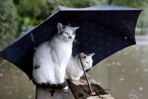 Umbrella Cat In Rain