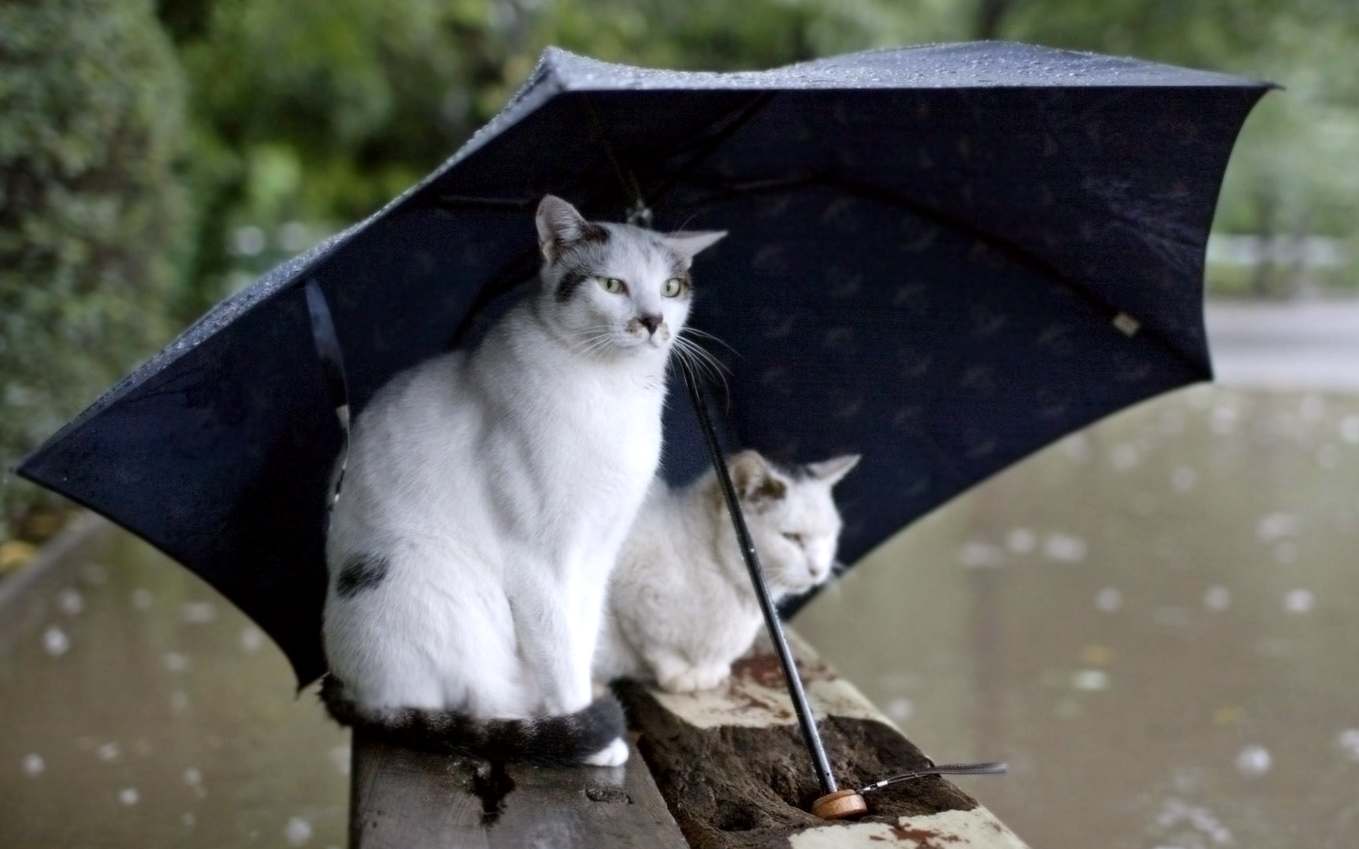 cat stands in rain