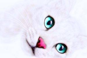 White Cat Color Eyes