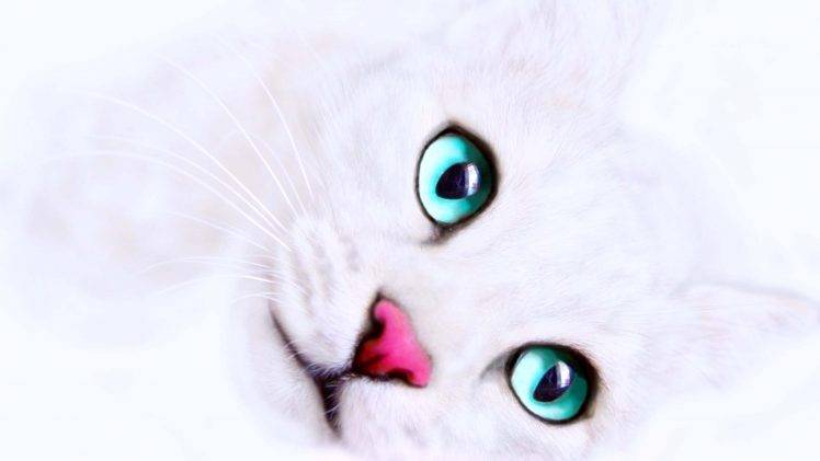 White Cat Color Eyes HD Wallpaper Desktop Background