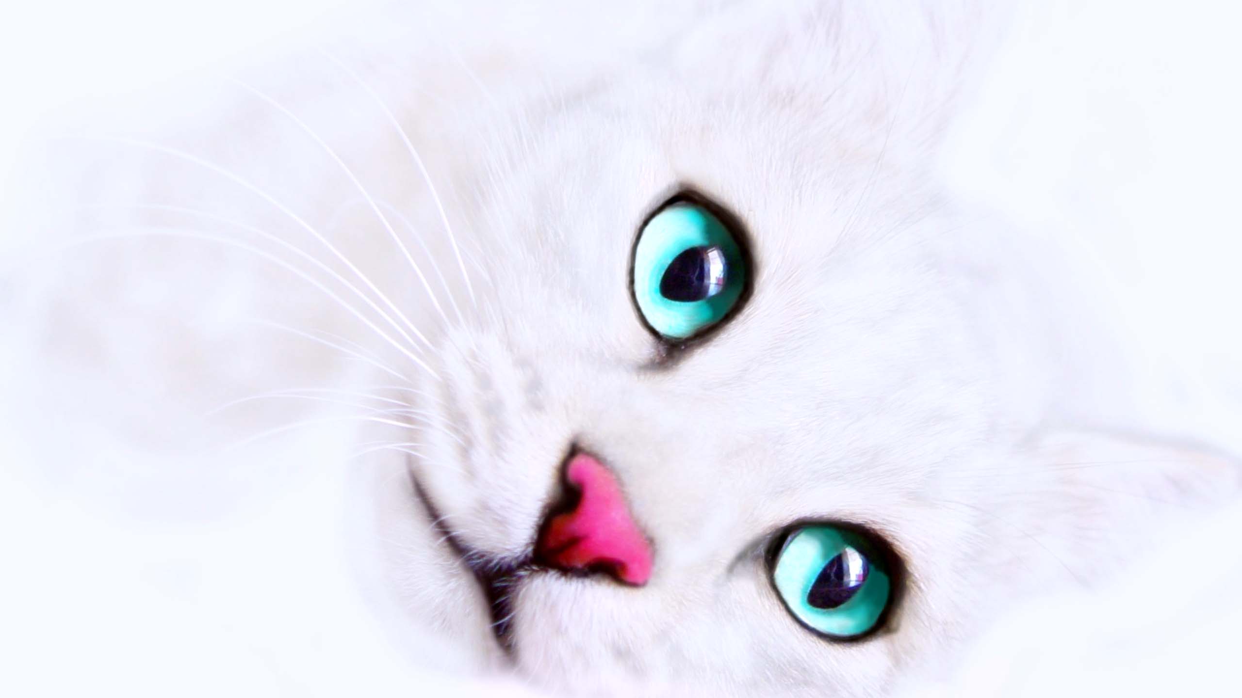 White Cat Color Eyes Wallpaper